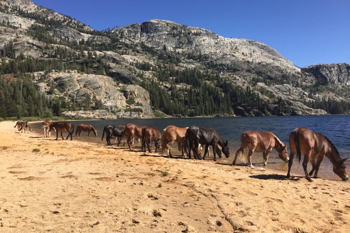 horses in a line drinking out of lake